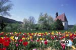 Tulpenfeld in Abtsdorf